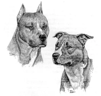 Стандарт Питбультерьера UKC