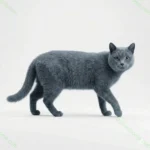 Алтайская голубая (Altai Blue) — редкая аборигенная кошка