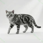 Американская короткошерстная кошка (American Shorthair)