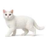 Американская жесткошерстная кошка (American Wirehair) — порода, которая ломает все привычные представления о кошачьей шерсти