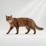 Азиатская кошка (Asian)