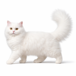 Британская длинношерстная кошка (British Longhair)