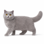 Британская короткошерстная кошка (British Shorthair)