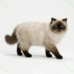 Гималайская кошка (Himalayan)