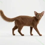 Ориентальная длинношёрстная (Oriental Longhair)