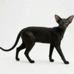 Ориентальная короткошёрстная кошка (Oriental Shorthair)