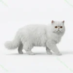 Персидская кошка белая на белом фоне