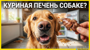 Собака получает вкусняшку из куриной печени, полезное лакомство для питомцев.
