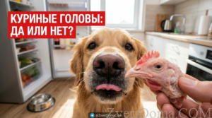 Собака рассматривает куриную голову как потенциальный лакомство