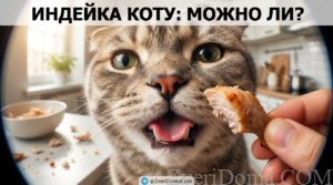 Кошка ест приготовленную индейку, подходящую для кормления