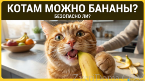 Кошка, пробующая банан, демонстрируя интерес к фрукту