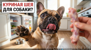 Собака с куриными шеями как лакомством для кормления и его польза