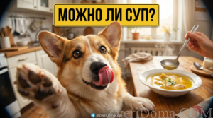 Собака пьет куриный бульон, подходит ли это ей?