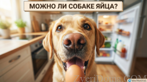 Собака ест куриное яйцо, полезное лакомство для питомцев.