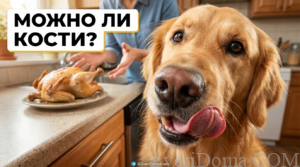 Песня собаки с куриными костями и безопасными альтернативами в рационе.