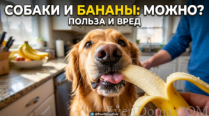 Собака ест банан, можно ли собакам давать бананы для здоровья?