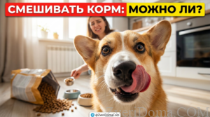 Собака получает смешанный корм: сухой и влажный для здоровья и энергии.