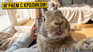 Декоративный кролик играет с игрушками на полу в доме.