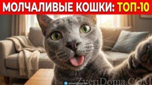 Список самых молчаливых пород кошек, которые издают мало звуков