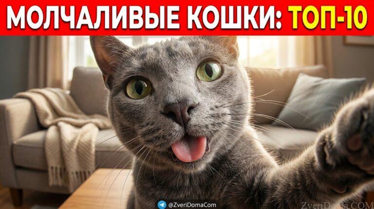 Список самых молчаливых пород кошек, которые издают мало звуков