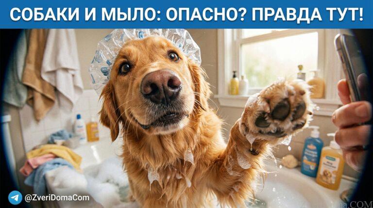 Собака на ванной, вопрос о безопасности мытья животных мылом