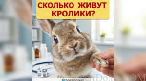 Декоративные кролики в условиях домашнего содержания и их продолжительность жизни.