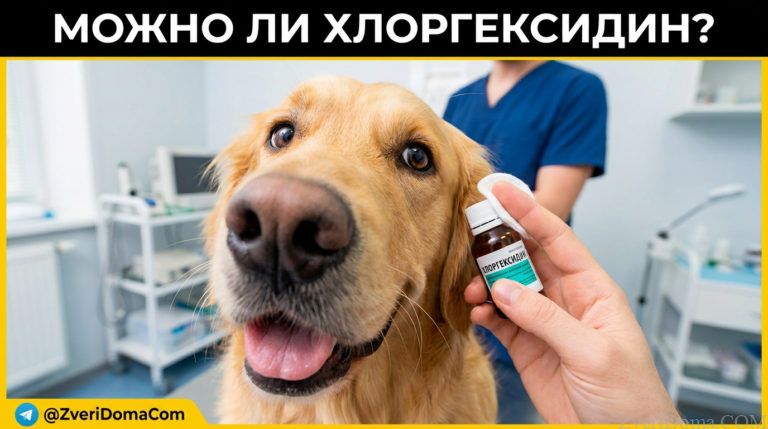Собака с ушами и глазами, которые обрабатывают хлоргексидин