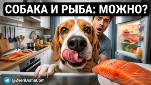 Собака лезет в холодильник за рыбой: стоит ли давать рыбу питомцам?