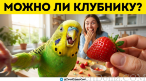 Волнистый попугай ест клубнику, безопасное лакомство для птицы.
