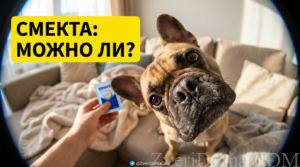 Собака получает смекту при поносе, правильная дозировка и инструкция.