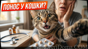 Кошка, которой дают левомицетин от поноса, на фоне домашних условий.