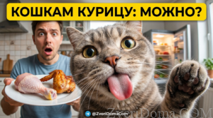 Кошка ест кусочек курицы, обсуждая безопасность питания.