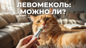 Кошка с раной и упаковкой левомеколя рядом, обсуждаем использование мази.