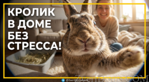 Декоративный кролик, который привыкает к рукам и лотку в спокойной обстановке.