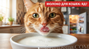 Кошка с молоком, обсуждение вопроса о том, можно ли давать кошкам молоко